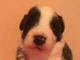 Chiots Border Collie LOF à réserver