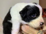 Chiots Border Collie LOF à réserver