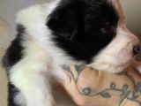 Chiots Border Collie LOF à réserver