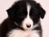Chiots Border Collie LOF à vendre