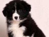 Chiots Border Collie LOF à vendre