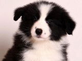 Chiots Border Collie LOF à vendre