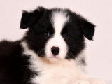 Chiots Border Collie LOF à vendre