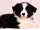 Chiots Border Collie LOF à vendre