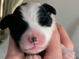 Chiots Bearded Collie LOF à vendre