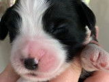 Chiots Bearded Collie LOF à vendre