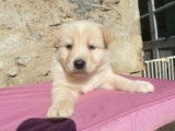 Réservation de 5 chiots Bergers Blancs Suisses (LOF)