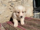 Réservation de 5 chiots Bergers Blancs Suisses (LOF)