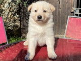 Réservation de 5 chiots Bergers Blancs Suisses (LOF)