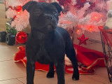 Vente d’un chiot Staffordshire Bull Terrier femelle noire (LOF)