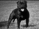 Vente d’un chiot Staffordshire Bull Terrier femelle noire (LOF)