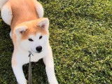 À vendre, chiots Akita Inu (LOF)