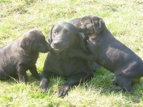 À vendre, 7 chiots Labradors noirs : 5 mâles et 2 femelles (LOF)