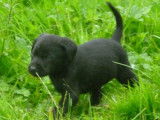 À vendre, 7 chiots Labradors noirs : 5 mâles et 2 femelles (LOF)