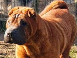 Vente d’un chien mâle Shar-Peï fauve à masque noir de 4 ans (non LOF)