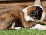 À réserver 7 chiots Saint-Bernards tricolores à poil court LOF 