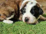 À réserver 7 chiots Saint-Bernards tricolores à poil court LOF 