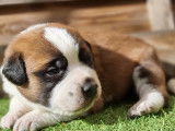 À réserver 7 chiots Saint-Bernards tricolores à poil court LOF 