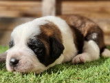 À réserver 7 chiots Saint-Bernards tricolores à poil court LOF 