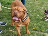 À céder : un chien Dogue de Bordeaux rouge et âgé de 2 ans (LOF)