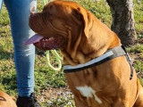 À céder : un chien Dogue de Bordeaux rouge et âgé de 2 ans (LOF)