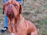 À céder : un chien Dogue de Bordeaux rouge et âgé de 2 ans (LOF)