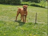 À céder : un chien Dogue de Bordeaux rouge et âgé de 2 ans (LOF)