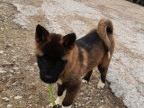 2 chiots, 1 mâle, 1 femelle, Akitas Américains tricolores non LOF à céder