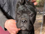 Réservation d’un chiot Cane Corso mâle noir (LOF)