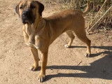Réservation d’un chiot Cane Corso mâle noir (LOF)