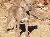Réservation d’un chiot Cane Corso mâle noir (LOF)