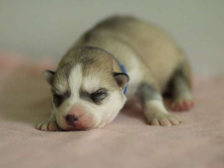 Réservation d’un chiot Husky mâle de couleur gris et blanc (LOF)