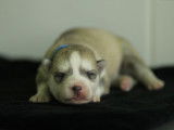 Réservation d’un chiot Husky mâle de couleur gris et blanc (LOF)
