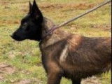 Vente de 5 chiots Malinois mâles fauve bringé et noir (LOF)