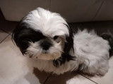 À réserver : un chiot Shih Tzu noir et blanc femelle non LOF