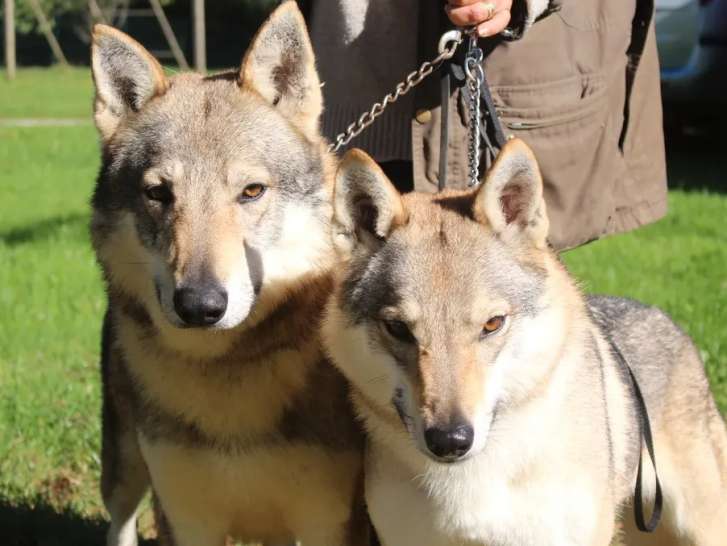 2 chiots mâles Chiens Loups Tchécoslovaques gris clair LOF disponibles 