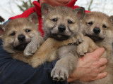 Chiots chien loup