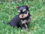 Chiots Yorkshire Terrier LOF à réserver