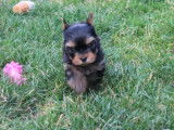 Chiots Yorkshire Terrier LOF à réserver