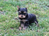 Chiots Yorkshire Terrier LOF à réserver
