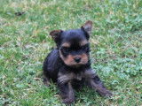 Chiots Yorkshire Terrier LOF à réserver