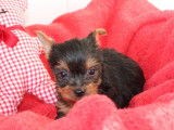 Chiots Yorkshire Terrier LOF à vendre