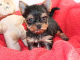 Chiots Yorkshire Terrier LOF à vendre
