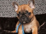 Chiots Bouledogue Fran&ccedil;ais LOF &agrave; vendre