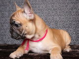 Femelle Bouledogue Français fauve LOF à vendre