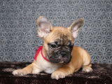 Femelle Bouledogue Français fauve LOF à vendre