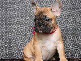 Femelle Bouledogue Français fauve LOF à vendre