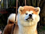 Etalon Akita Inu LOF roux et blanc disponible pour saillie