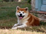 Etalon Akita Inu LOF roux et blanc disponible pour saillie