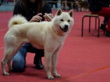 Etalon Hokkaïdo Inu LOF blanc disponible pour saillie